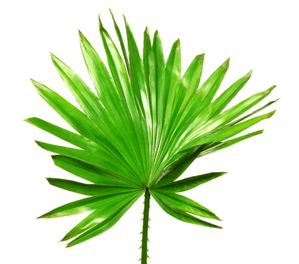 Redzēja palmetto augļus Uromexil Forte